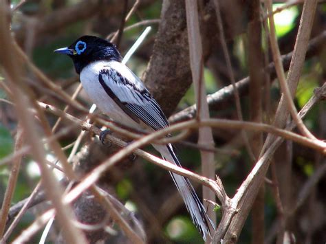 Madagascar Paradise Flycatcher Terpsiphone Mutata Flickr