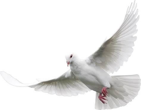 Dove Transparent Png Pictures Free Icons And Png Backgrounds