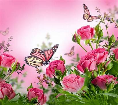 Butterfly Butterflies Desktop Pink Wallpapers Background Flowers