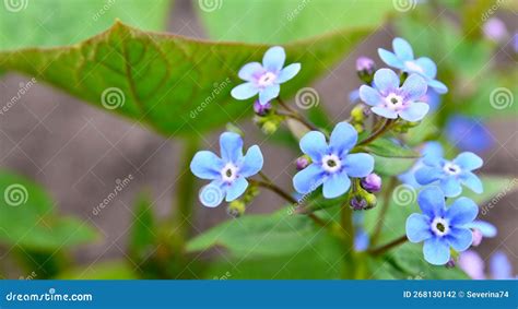 Spring Blue Forget Me Not Flowers Closeup Of Myosotis Sylvatica Little