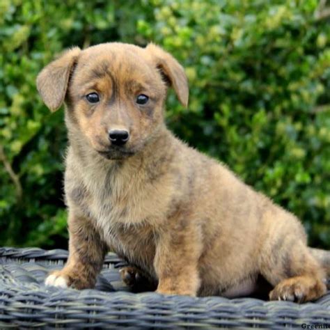 Dorgi Temperament Lifespan Shedding Puppy