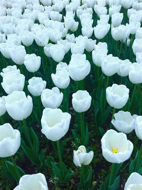 Fotos Gratis Blanco Flor Pétalo Linda Tulipán Verde Japón