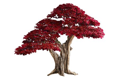 Bonsai Tree Texture Red By Wildjaeger On Deviantart