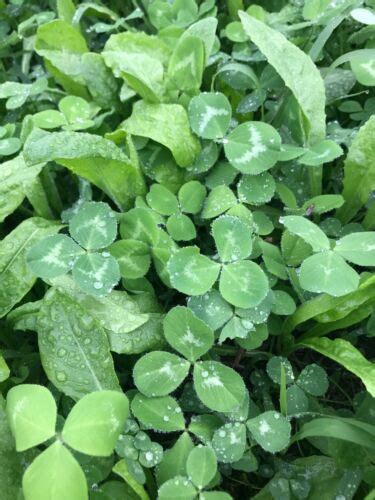 Clover Alfalfa And Chicory Mix Food Plot Seed 12 Acre Bag Whitetailturkey 860006171421 Ebay