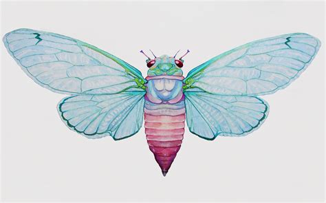 Cicada Illustrations