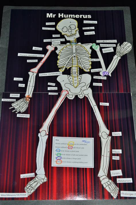 Lesson Plan Skeletal System Project Skeletal System Project Science