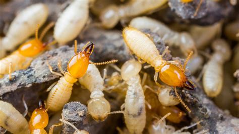 How To Prevent Termites From Damaging Your Home