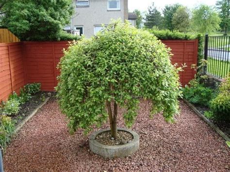 One Dwarf Weeping Willow Tree Ready To Plant Excellent