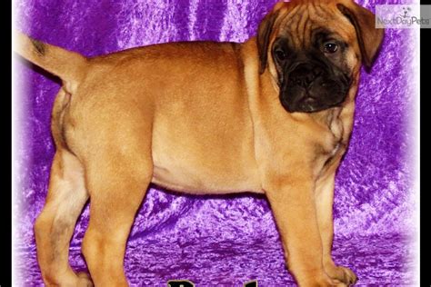 Meet Rocky A Cute Bullmastiff Puppy For Sale For 1100 Red Fawn Male