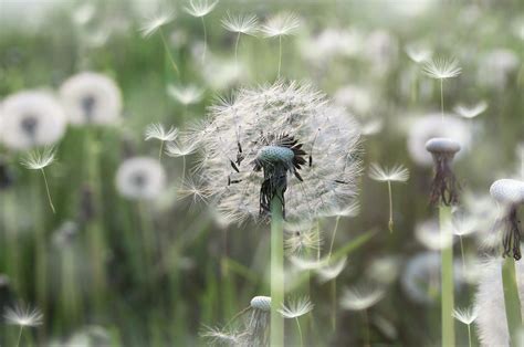 300 Dandelion Hd Wallpapers And Backgrounds