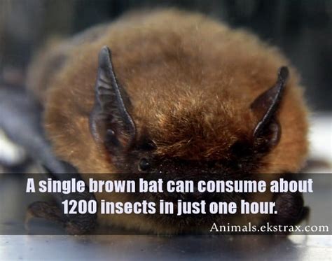 15 Interesting Facts About Bats