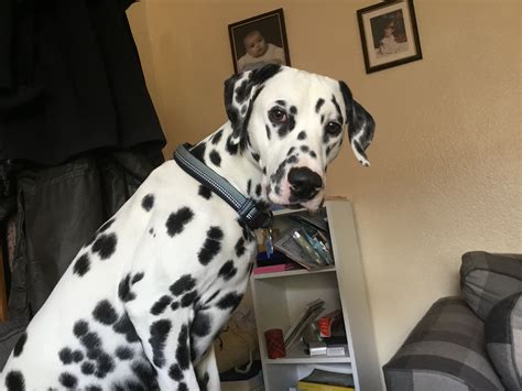 Male Dalmatian Stud Dog In Fife The United States Breed Your Dog