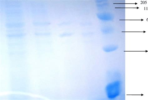 SDS PAGE of purified β galactosidase from Lactobacillus plantarum The