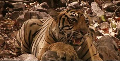 Tiger Tigers Gifs Fanpop Animals