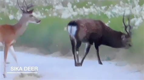 Sika Deer Hunting North Texas Youtube