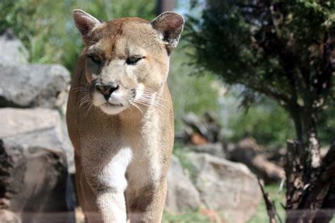 The Florida Panther Facts And Conservation Efforts Hubpages
