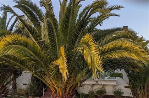 Any idea why my palm is turning yellow? : palmtalk