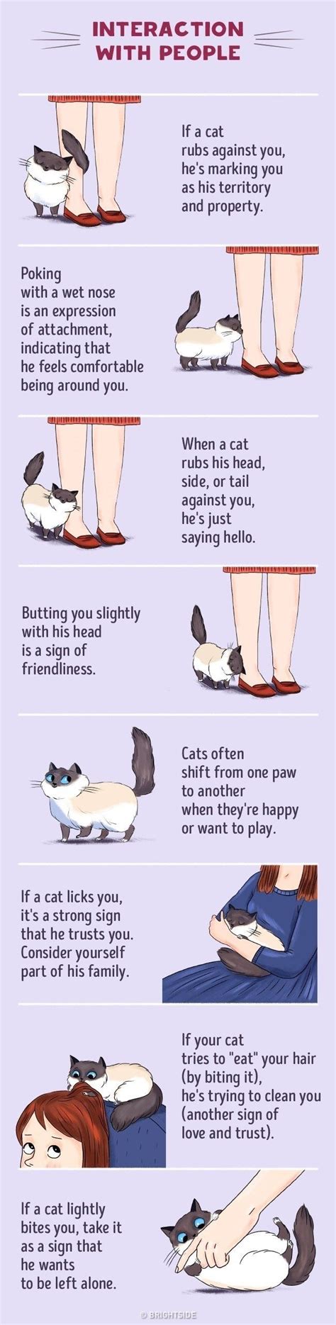 Understand Cat Language Better With These Funny Illustrations Cat Behavior Cat Language Kittens