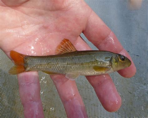 Virginia Tech Ichthyology Class August 2018