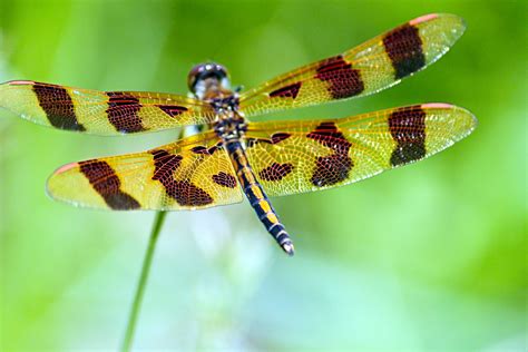 Dragonfly Tiger Shutterbug