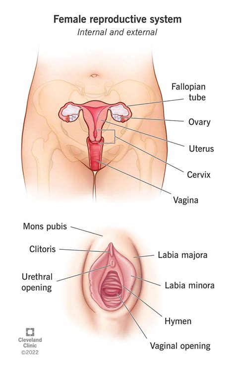 Internal Female Reproductive System