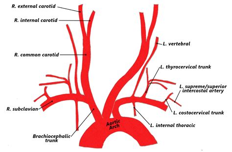 The internal carotid artery (latin: Neck Anatomy