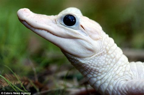 Albino Animals Are Not A Pigment Of Your Imagination In
