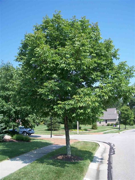 The Meaning And Symbolism Of The Word Ash Tree