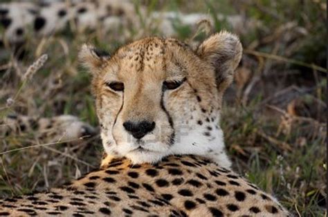 Beautiful Dangerous Wild Animals Pets Of Africa Dangerous