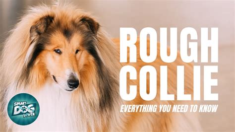 Rough Collie 101 Everything You Need To Know Youtube