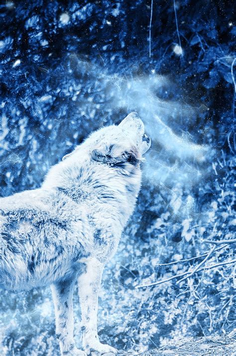 1920x1080px Free Download Hd Wallpaper Wolf Howl Predator Fog