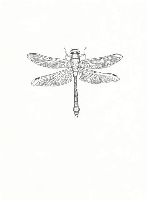 Dragonfly Limited Edition 1 Of 25 Art Print Paper Dragonflies