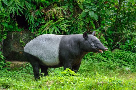 7 Wildlife Wonders Of Malaysia Expatgo