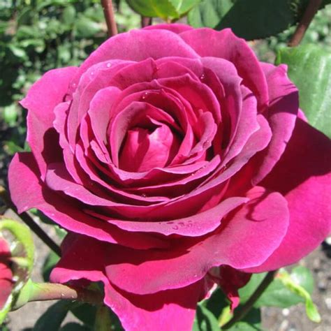 Big Purple Hybrid Tea Rose Famous Roses
