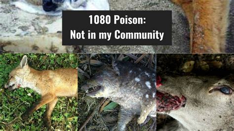 Petition · Stop The Use Of 1080 Poison In Menangle Menangle