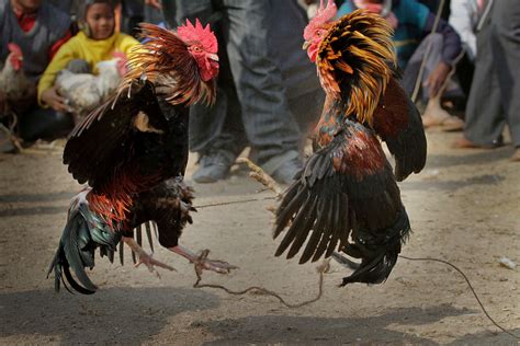 Rooster Kills Indian Man During Banned Cockfight Blade Police Rooster