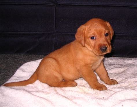 I purchased a female puppy that came with 50 awards. Silverwaterlabs Pricing We sell Silver Charcoal & Fox Red ...