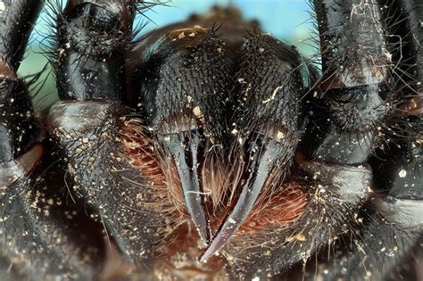 Here Are The Fangs Of A Large Black Spider This Is A Stack Of 40