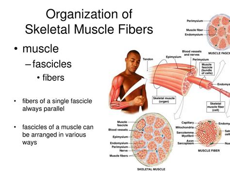 Ppt Introduction To The Muscular System Powerpoint Presentation Free