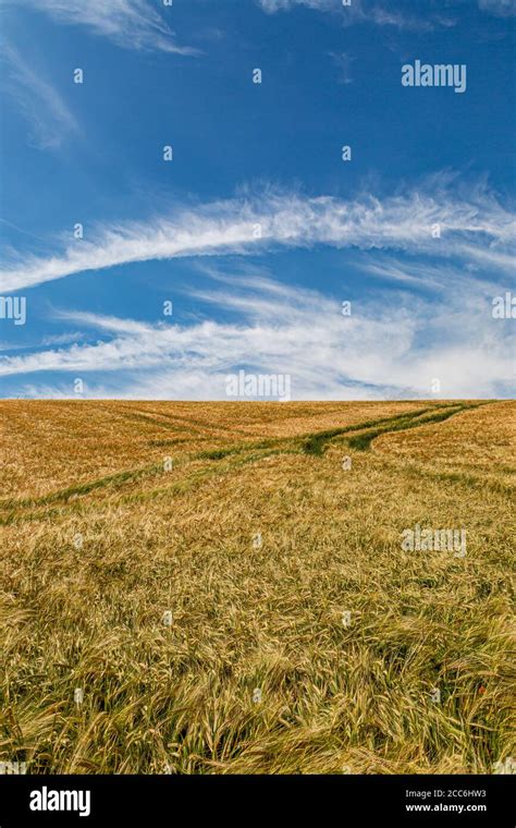 Golden Wheat Fields In Sussex On A Sunny Summers Day Stock Photo Alamy