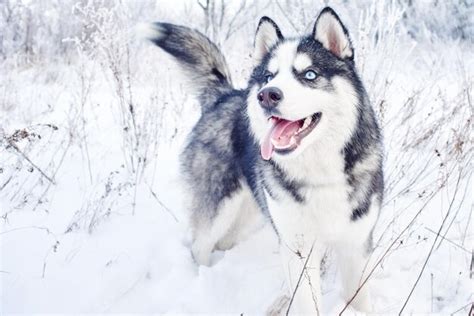 Premium Photo Siberian Husky Dog Playing In The Winter Snowy Forest