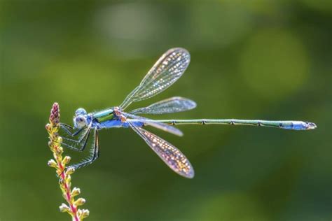 Solve 8 Things You Never Knew About Dragonflies Jigsaw Puzzle Online