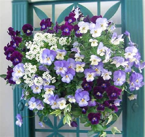 Pansies And Alyssum Hanging Basket Mixed Containers