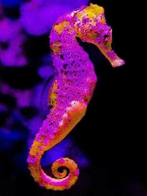 Pin By Angel On Art Visuals In 2020 Beautiful Sea Creatures Seahorse