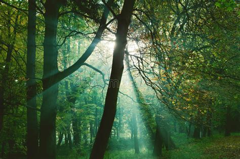 Sun Rays Between Trees In Forest Stock Image Image Of Mystic