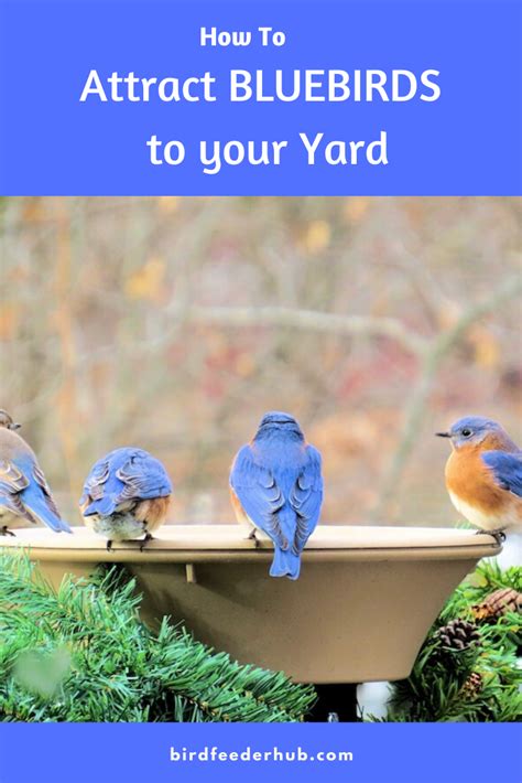 How To Attract Bluebirds Backyard Birds Sanctuary Backyard Birds