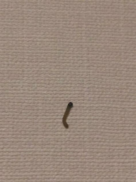 Tiny Green Grey Worms Crawling On Wall Are Either Inchworms Or Sawfly