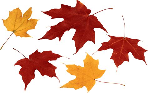 Falling Autumn Leaves Png Transparent Image Png Arts