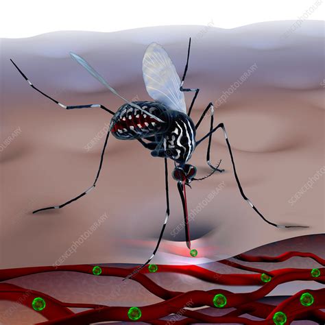 Mosquito Bite Stock Image C0297843 Science Photo Library