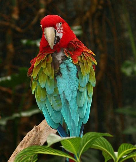 Green Winged Macaw Green Wing Macaw Macaw Green